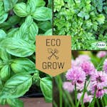 Kryddfröer & örter Eco Grow Örtkit Klassiska Köksträdgården 3-pack