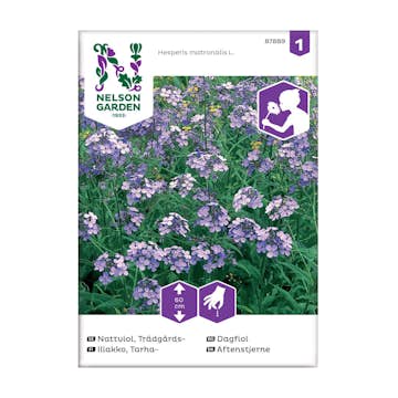 Frö Trädgårdsnattviol Nelson Garden violett