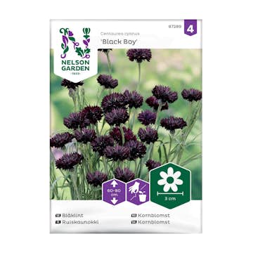 Frö Blåklint Nelson Garden Black Boy
