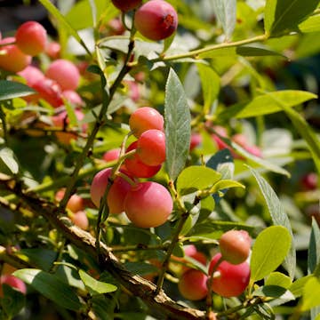 Amerikansk Blåbär Omnia Garden Pink Popocorn