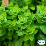 Fröpåse Eco Grow Oregano Italian Origanum Vulgare