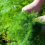 Odlingsmatta Turfquick Dill på odlingsmatta