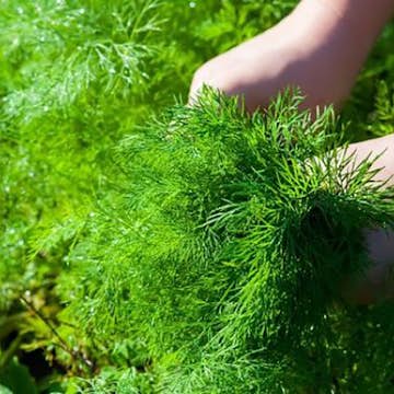 Odlingsmatta Turfquick Dill på odlingsmatta