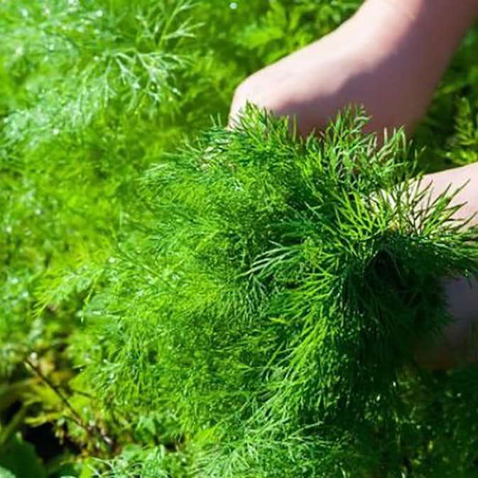 Odlingsmatta Turfquick Dill på odlingsmatta