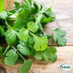 Fröpåse Eco Grow Koriander Coriandrum Sativum