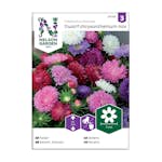 Frö Aster Nelson Garden Dvärg Mix