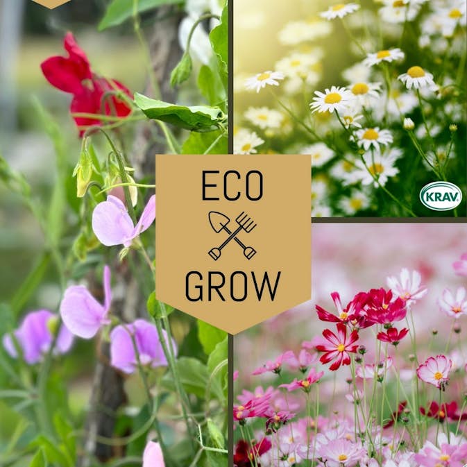 Blomfröer Eco Grow Doftande Trädgårdsblommor Kit 3-pack