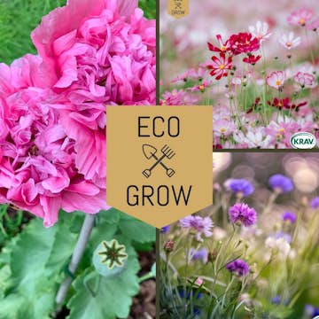 Blomfröer Eco Grow Blomsterkit Sommaräng - Svenska Trädgårdsblommor 3-pack