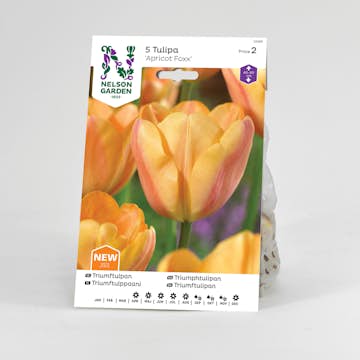 Tulpan Nelson Garden Triumf Apricot Foxx