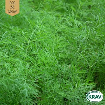 Fröpåse Eco Grow Dill Common