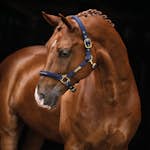 Grimma HANSBO SPORT The Equestrian Life Full