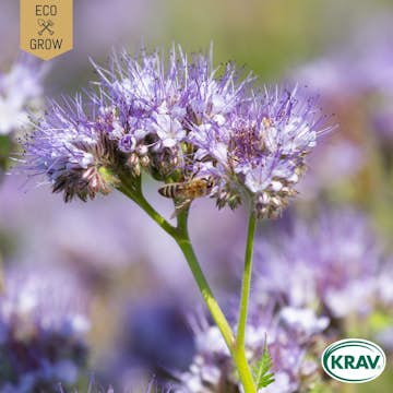 Fröpåse Eco Grow Honungsfacelia Phacelia Tanacetifolia