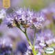 Fröpåse Eco Grow Honungsfacelia Phacelia Tanacetifolia