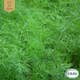 Fröpåse Eco Grow Dill  Common
