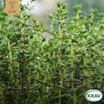 Fröpåse Eco Grow Timjan  Thymus Vulgaris