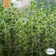 Fröpåse Eco Grow Timjan  Thymus Vulgaris