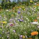 Blomsteräng Turfquick Medelväxande Årlig Perenn 5kvm