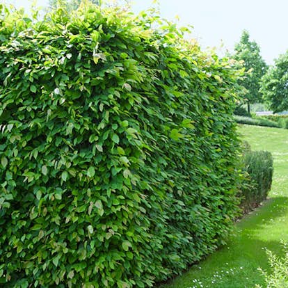 AvenBok Omnia Garden 60-100 cm