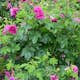 Ros Omnia Garden Rugosa Hansa 30-50 cm