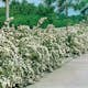 Buske Omnia Garden Bukettspirea 50-80 cm