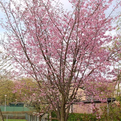 Bergkörsbär Omnia Garden Japanskt Prydnadsträd 300-400 cm, Rosa/Mörkröd Blomning, Alleträd, Högstamsträd