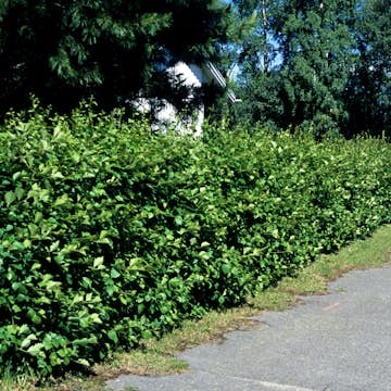 Planta Häckhagtorn Omnia Garden Crataegus Grayana 20-40cm