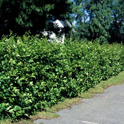 Planta Häckhagtorn Omnia Garden Crataegus Grayana 20-40cm