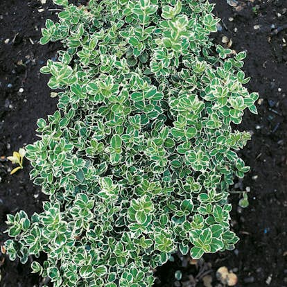 Marktäckare Omnia Garden Klätterbenved Euonymus fort. Emerald Gaiety