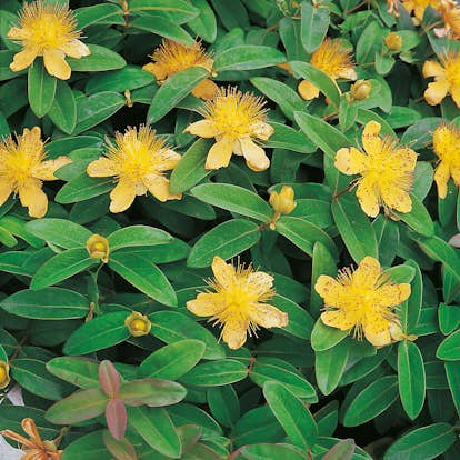 Planta Omnia Garden Prakthypericum