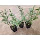 Planta Liguster Omnia Garden 30-50cm Krukodlade