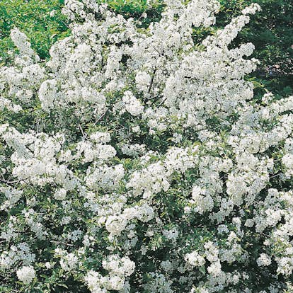 Planta Bukettapel Omnia Garden