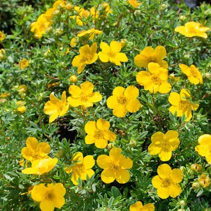 Planta Ölandstok Omnia Garden 30-50cm Krukodlade