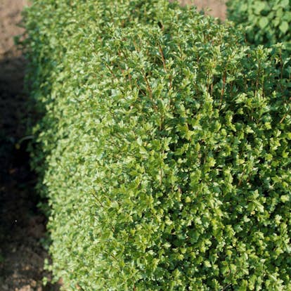 Planta Måbär Omnia Garden 20-40cm Krukodlade