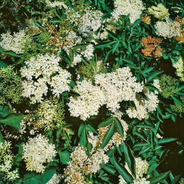 Planta Omnia Garden Fläder Bålsta 20-40cm