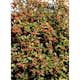 Planta Oxel Omnia Garden 30-50cm Krukodlade