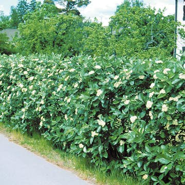 Planta Oxel Omnia Garden 30-50cm Krukodlade