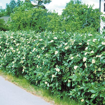 Planta Oxel Omnia Garden 30-50cm Krukodlade