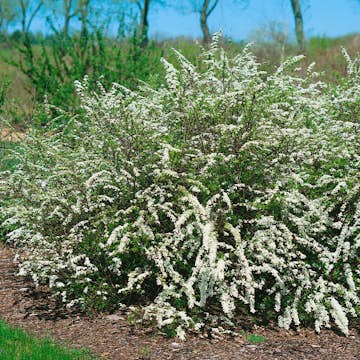 Planta Norsk brudspirea Omnia Garden 20-40cm Krukodlade