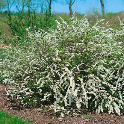 Planta Norsk brudspirea Omnia Garden 20-40cm Krukodlade
