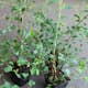Planta Bukettspirea Omnia Garden 30-50cm Krukodlade