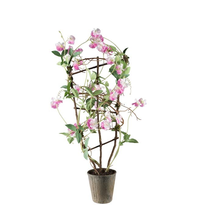 Konstväxt Mr Plant Luktärt