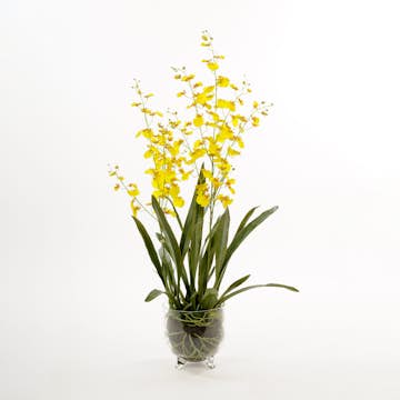 Konstväxt Mr Plant Oncidium