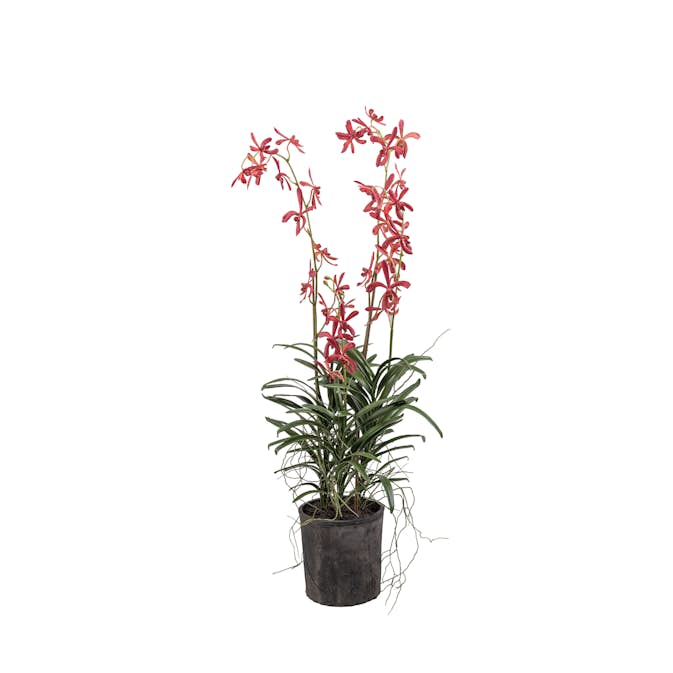 Konstväxt Mr Plant Vanda