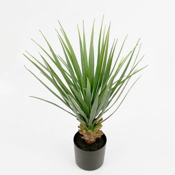 Konstväxt Mr Plant Yucca