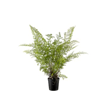 Konstväxt Mr Plant Ormbunke 80-90