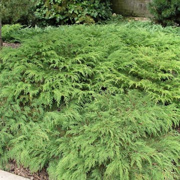 Marktäckare Kryptuja Omnia Garden Lågväxande