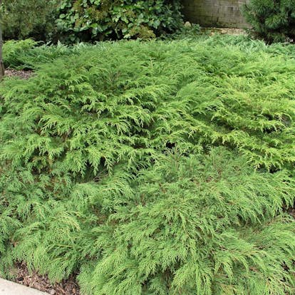 Marktäckare Kryptuja Omnia Garden Lågväxande