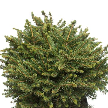 Serbisk Dvärggran Omnia Garden Karel