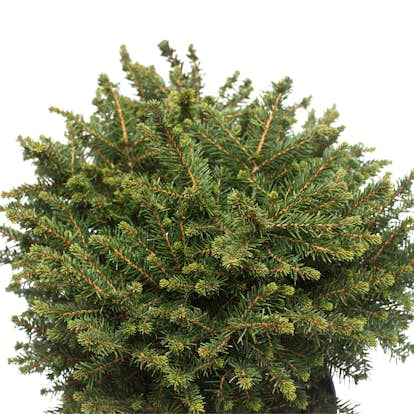 Serbisk Dvärggran Omnia Garden Karel