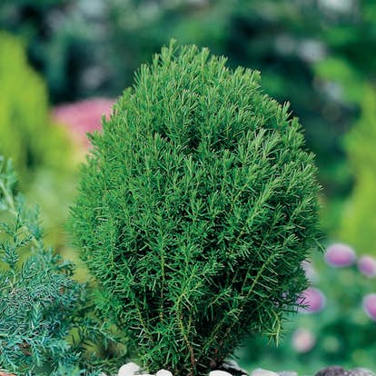 Tuja Omnia Garden Teddy